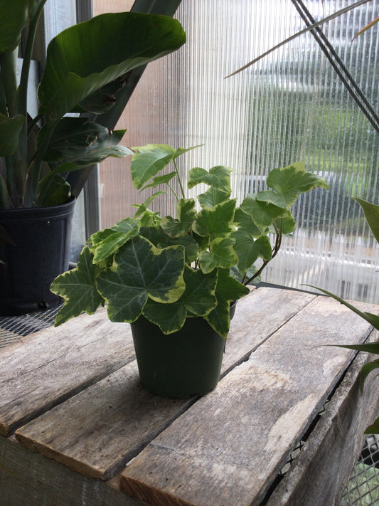 4' Var Ivy