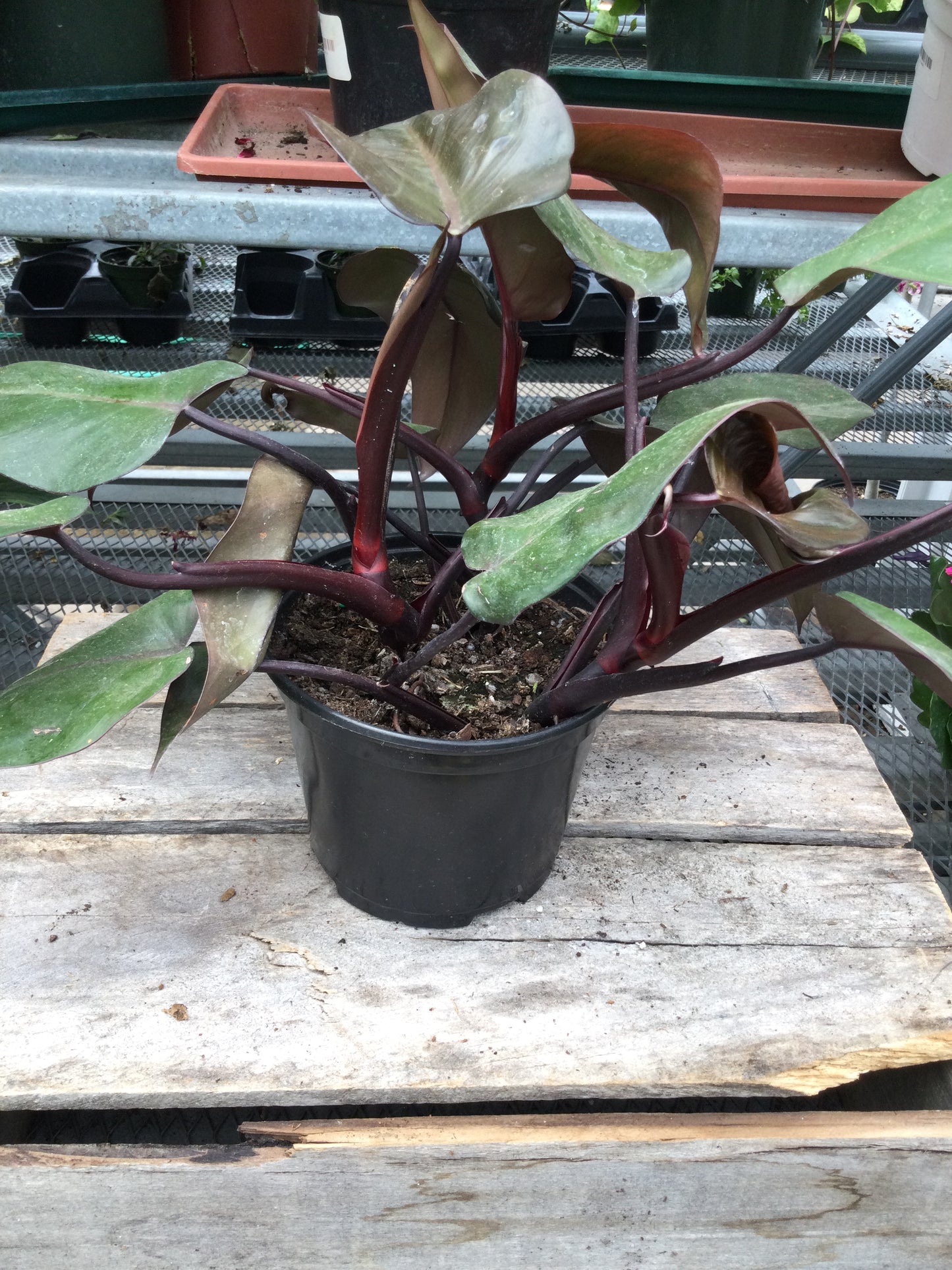 Hybrid Philodendron Blushing 6"