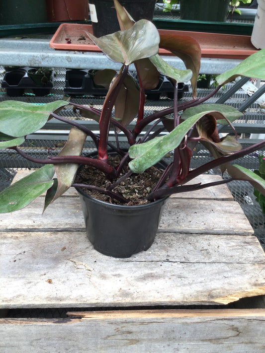 Hybrid Philodendron Blushing 6'