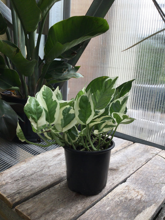 4' pearl and jade pothos