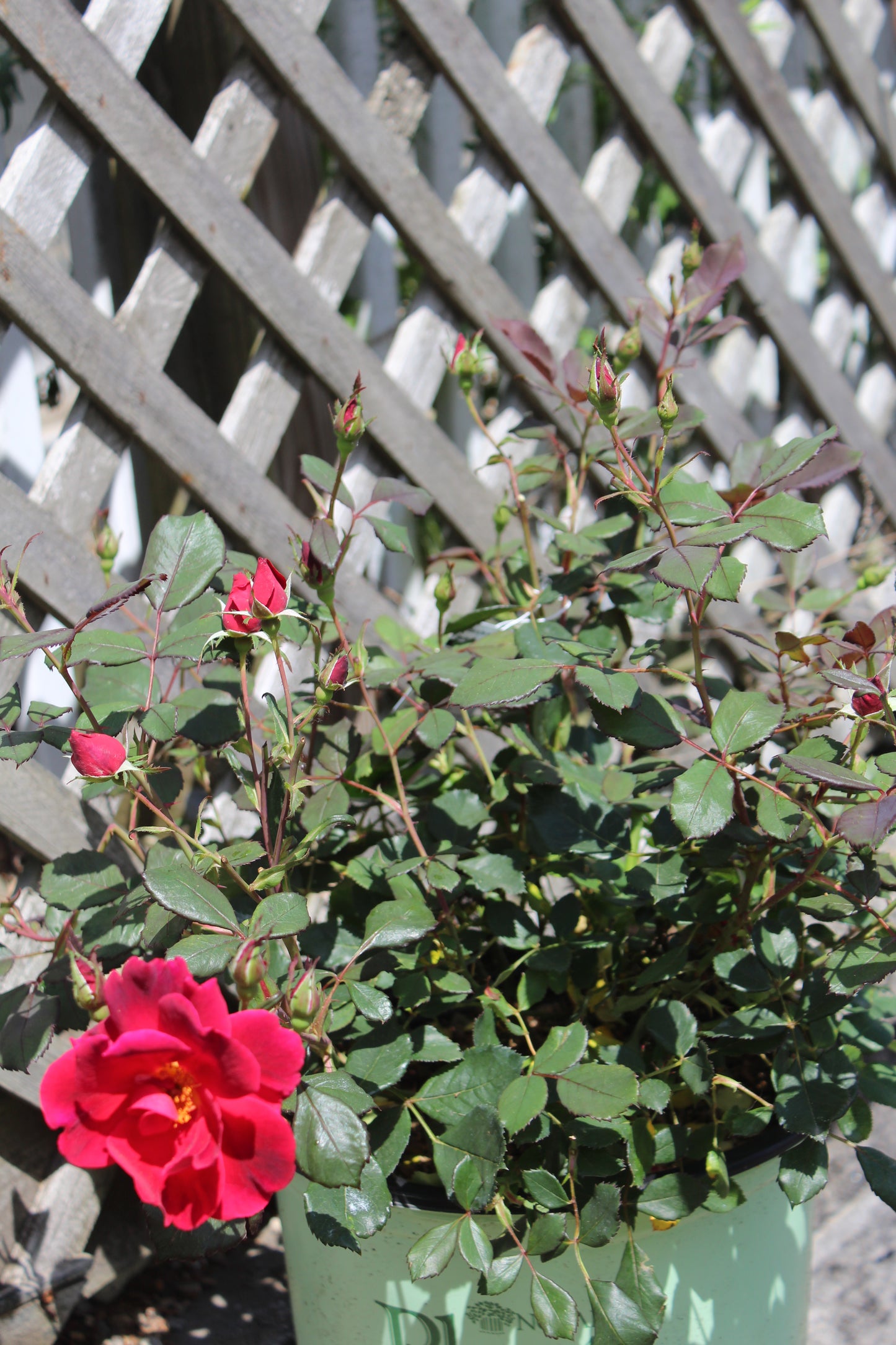 ROSA `MIRACLE ON THE HUDSON 3g