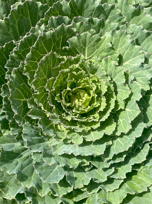 9' cabbage & Kale