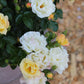 ROSA `DRIFT POPCORN 2g