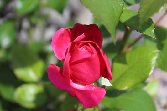 ROSA EE `GRANDMAS BLESSING 2g