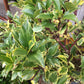 ILEX X MESERVEAE `HONEY MAID 2g
