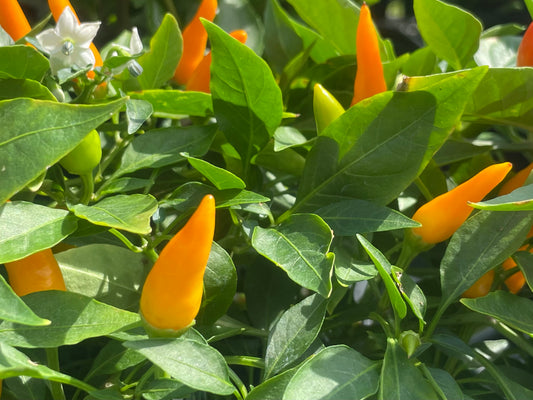 6' ornamental pepper