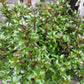 ILEX X MESERVEAE `EMERALD MAGIC 3g