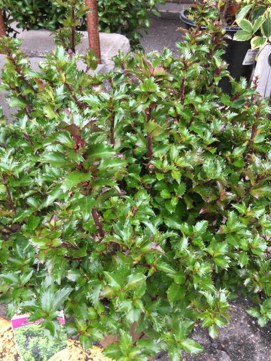 ILEX X MESERVEAE `EMERALD MAGIC 3g