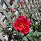 ROSA `MIRACLE ON THE HUDSON 3g