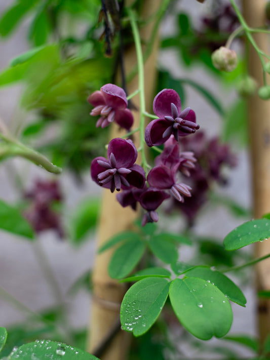 AKEBIA QUINATA 2G