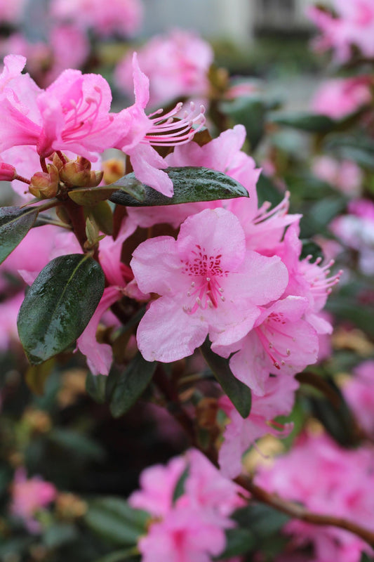 RHODODENDRON  AGLO 3g