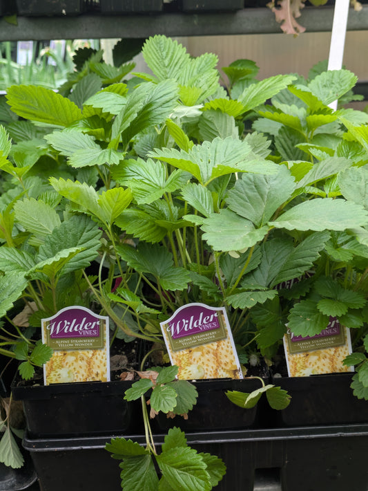 Alpine Strawberry Yellow Wonder 4'