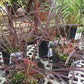 Andropogon ger. Blackhawks