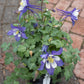 AQUILEGIA Kirigami Blue/White Jumbo