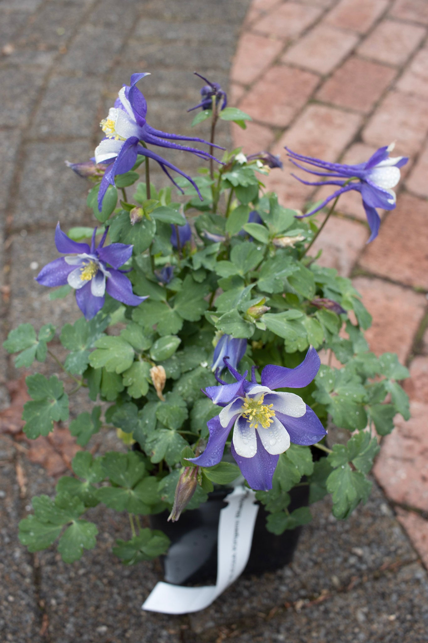 AQUILEGIA Kirigami Blue/White Jumbo