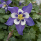 AQUILEGIA Kirigami Blue/White Jumbo