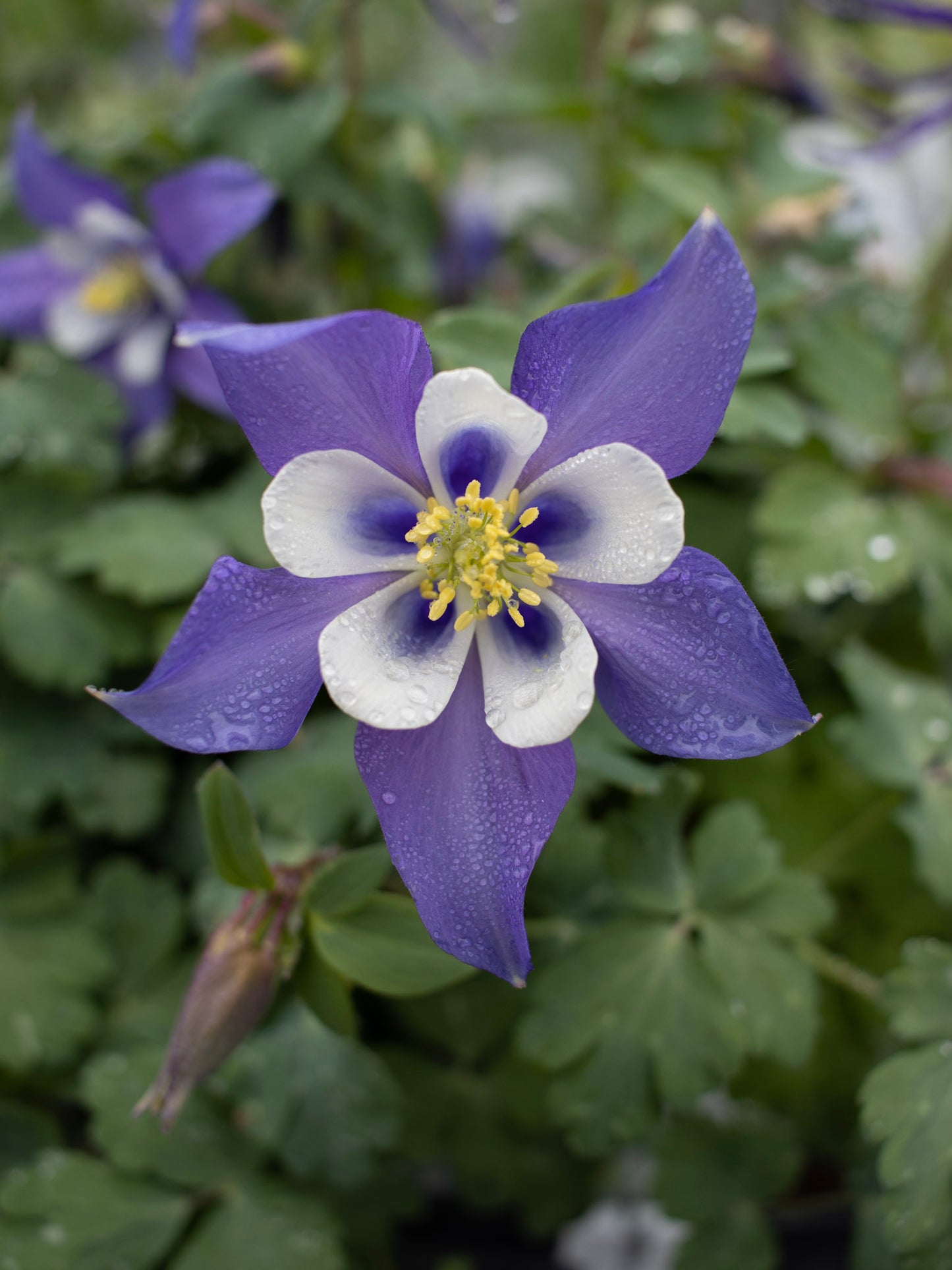 AQUILEGIA Kirigami Blue/White Jumbo