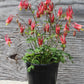 AQUILEGIA  Little Lanterns 1g