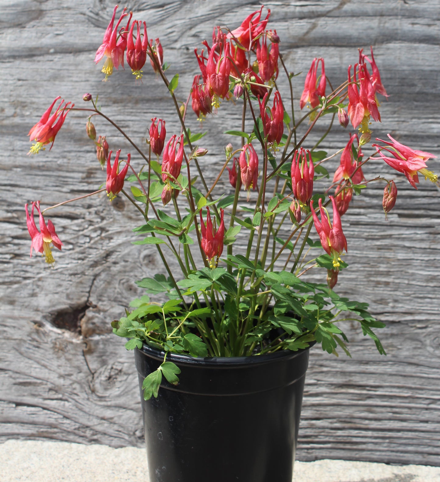 AQUILEGIA  Little Lanterns 1g