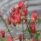 Aquilegia Little Lanterns quart