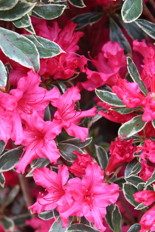 AZALEA `ARCTIC ROSE ,3