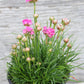 Armeria splendens quart