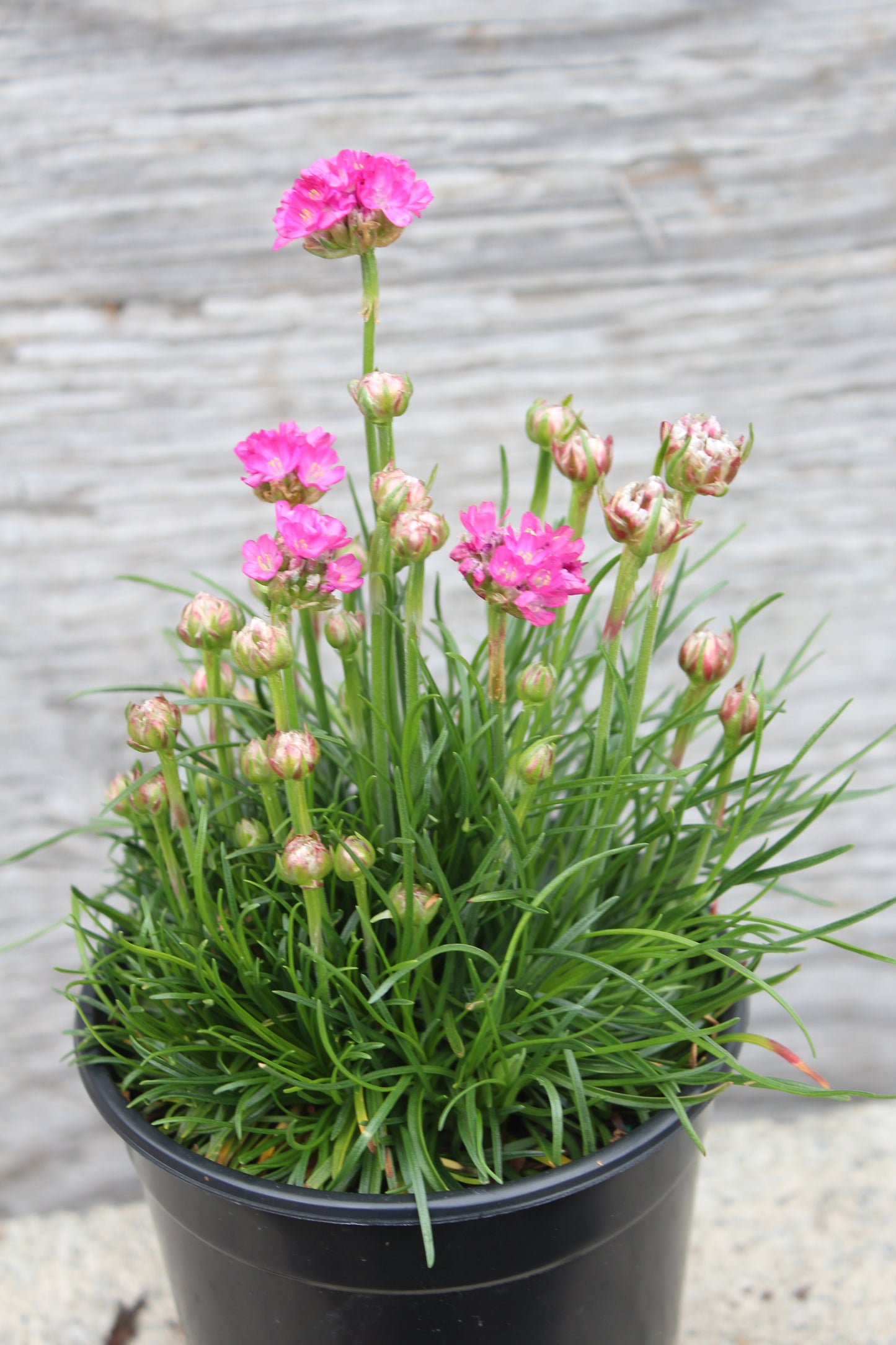 Armeria splendens quart