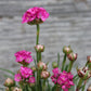 Armeria splendens quart