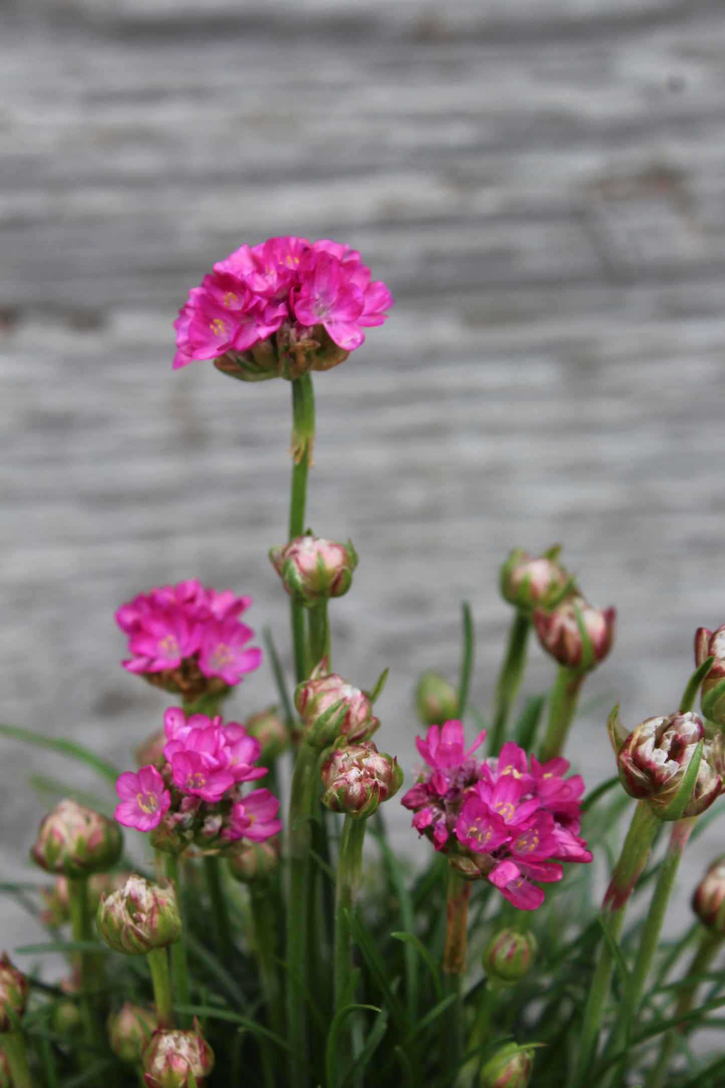 Armeria splendens quart