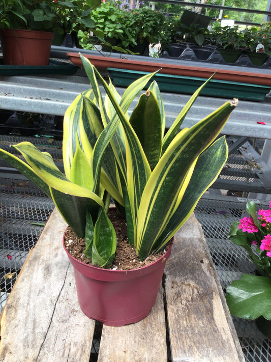 6' snake plant