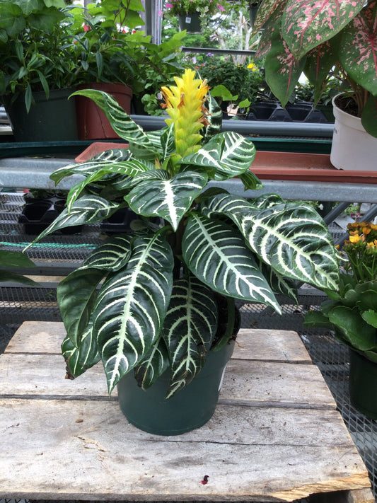 zebra plant 6'