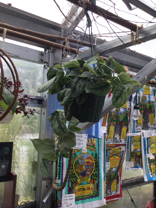 hanging Pothos Skindapsis