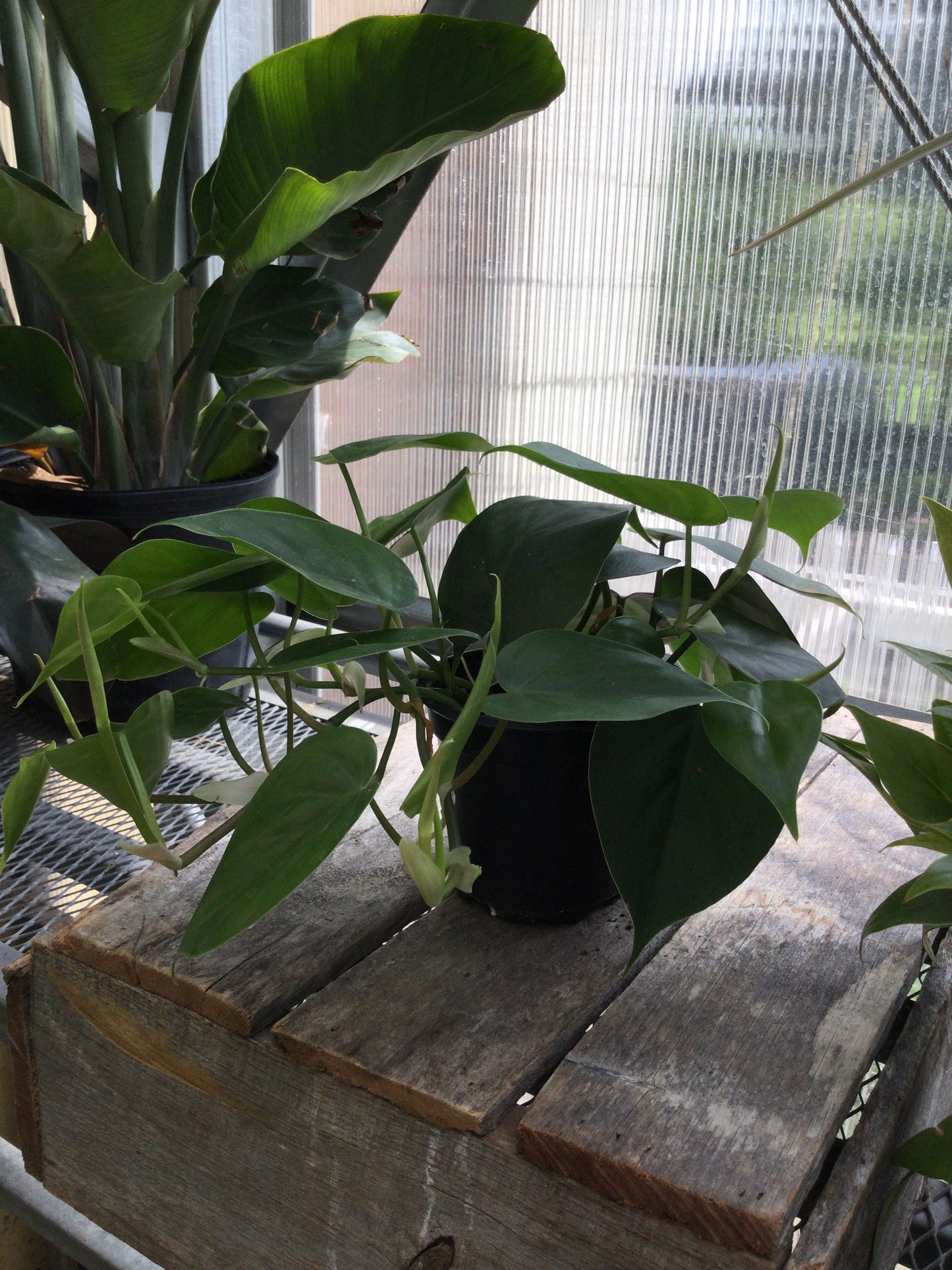 4' philodendron