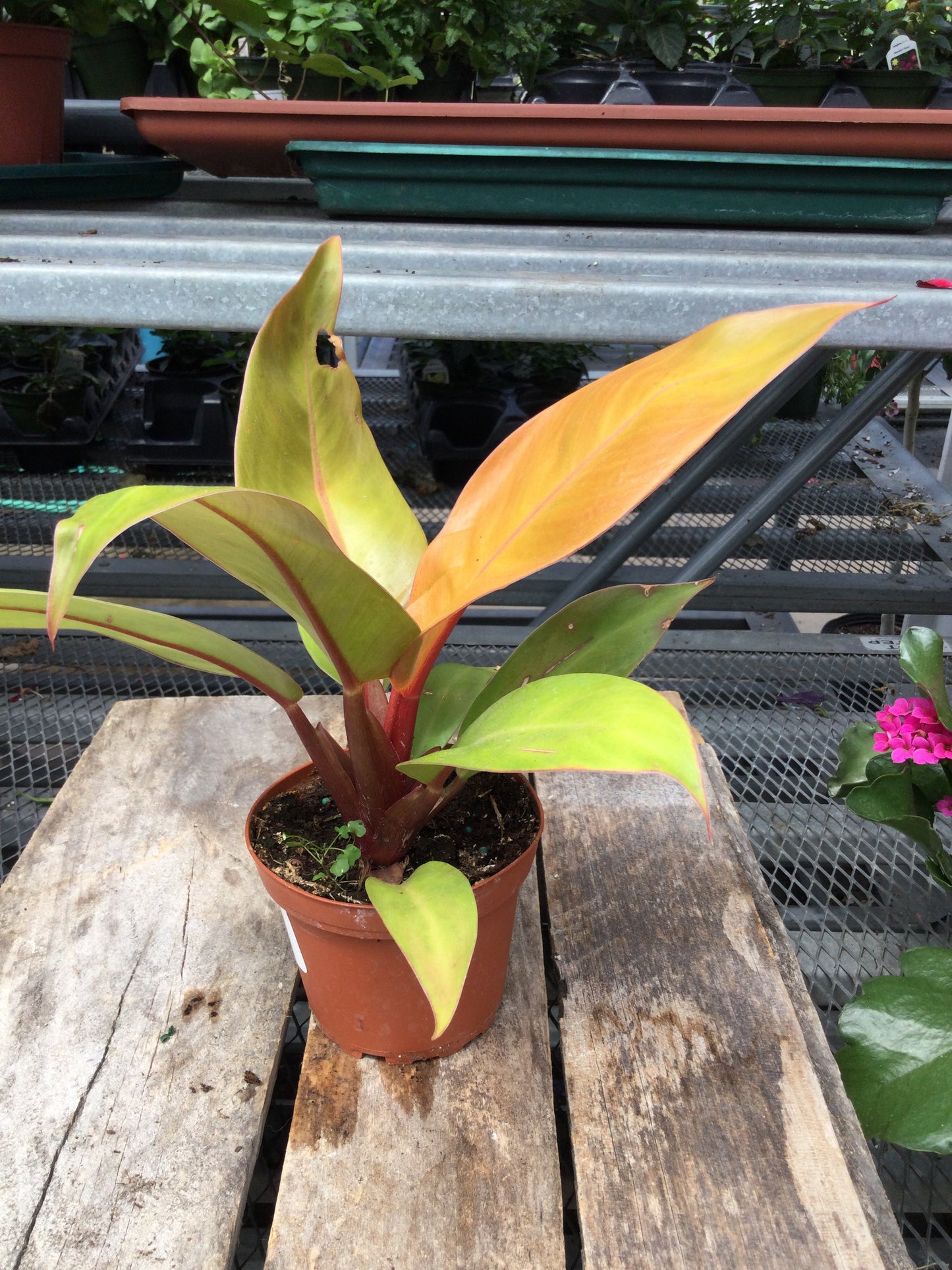 Philodendron prince of orange 4"