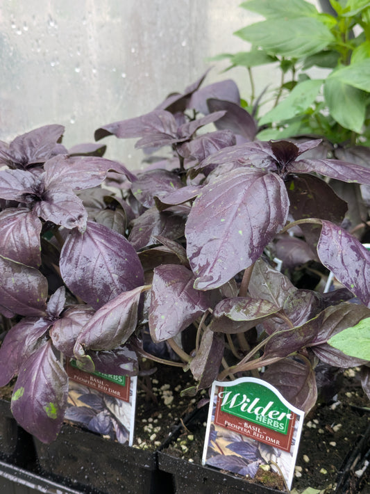 Wilders 3.5' Basil Prospera Red