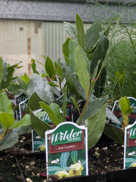 Wilders 3.5' Bay Laurel