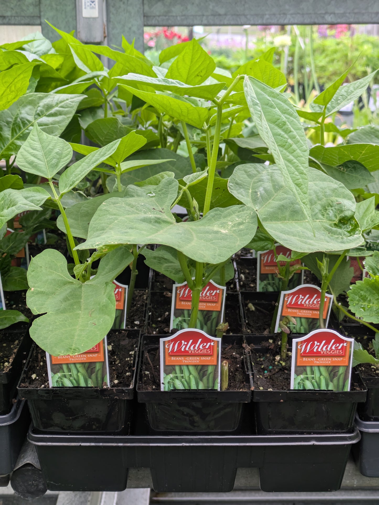 Wilders 3.5' Green Beans Provider