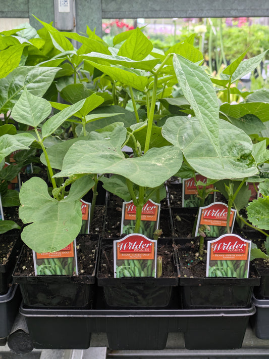 Wilders 3.5' Green Beans Provider