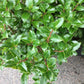 ILEX X MESERVEAE `CASTLE SPIRE 2g