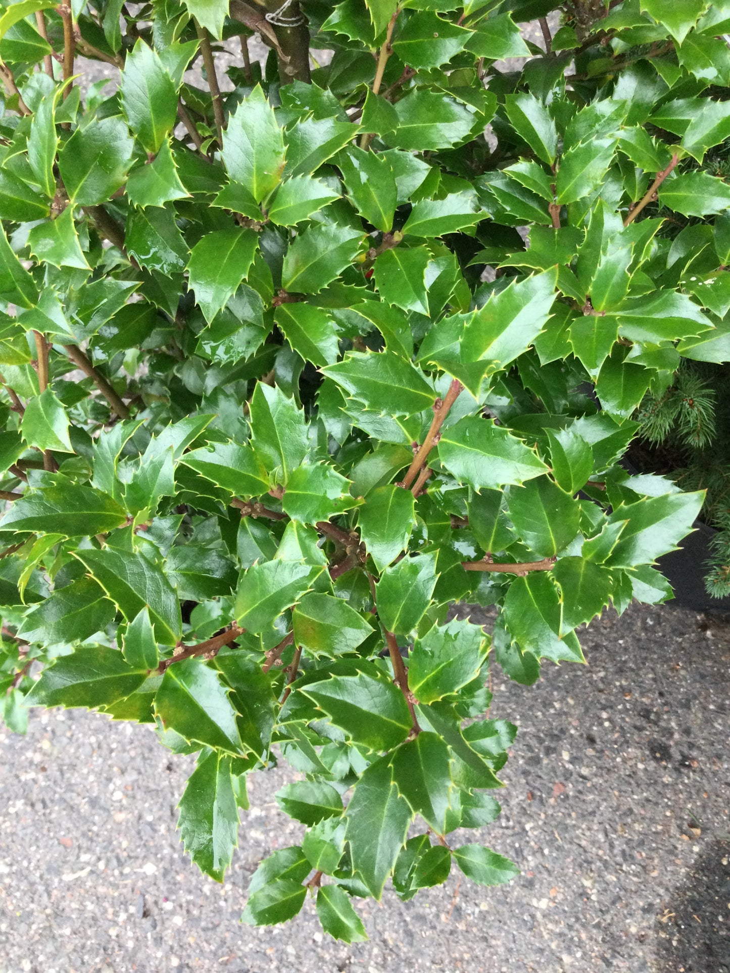 ILEX X MESERVEAE `CASTLE SPIRE 2g