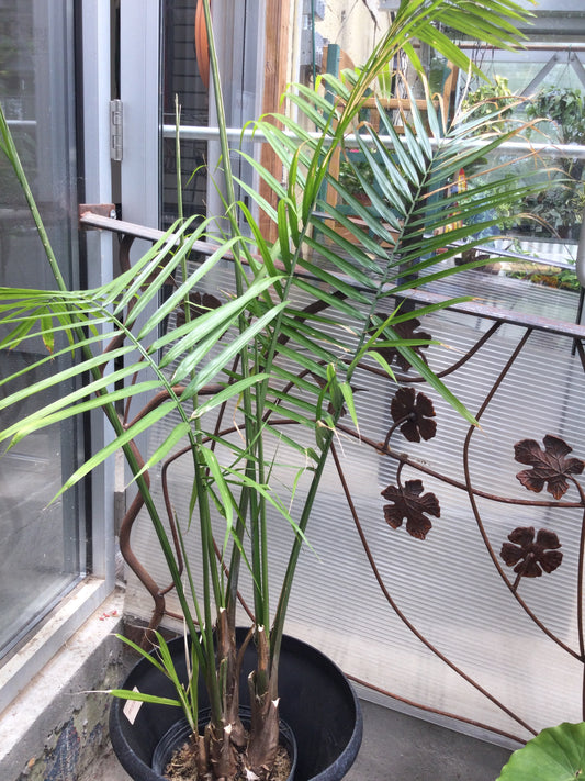 Fan Palm 10'
