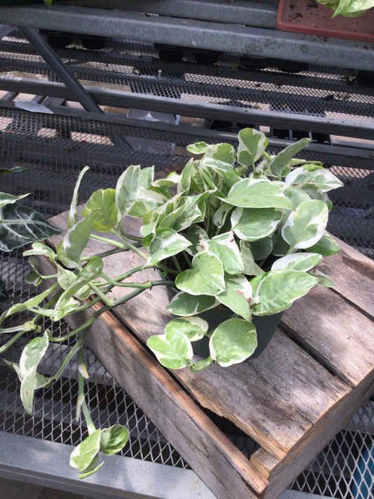 pearl & Jade pothos 6'