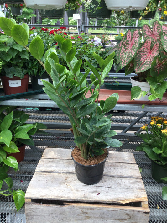 6' ZZ plant