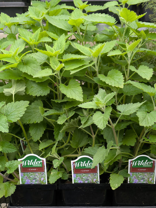 Wilder 3.5' Catnip