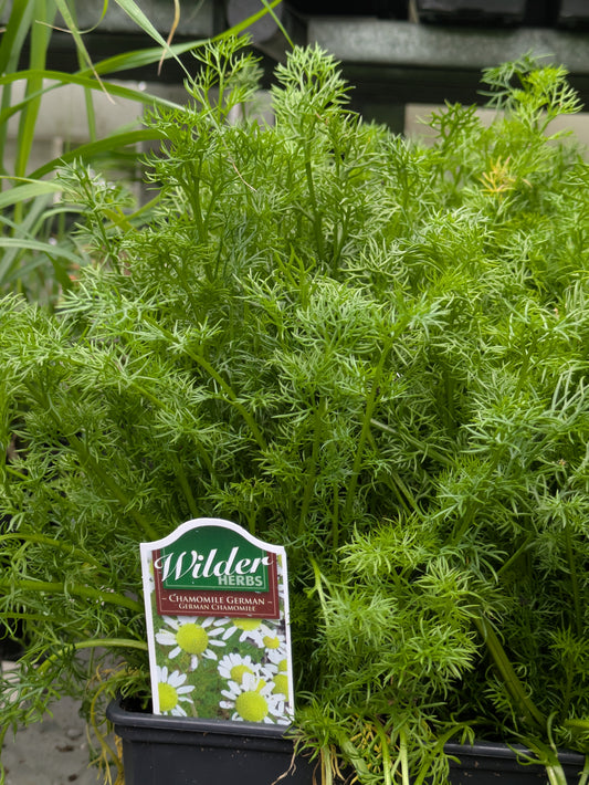 Wilders Chamomile German 3.5'