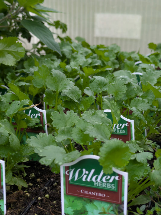 Wilders 3.5' Cilantro