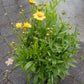 Coreopsis Sterntaler 1g