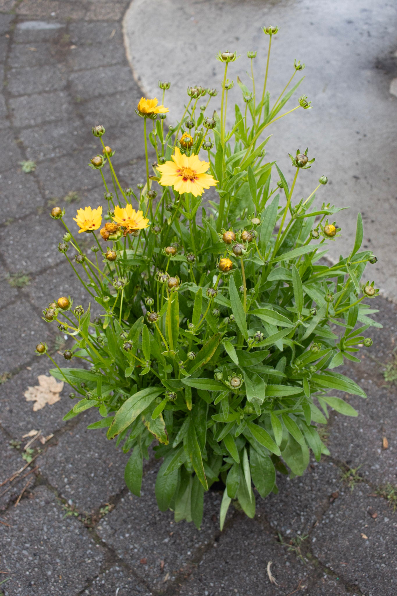 Coreopsis Sterntaler 1g