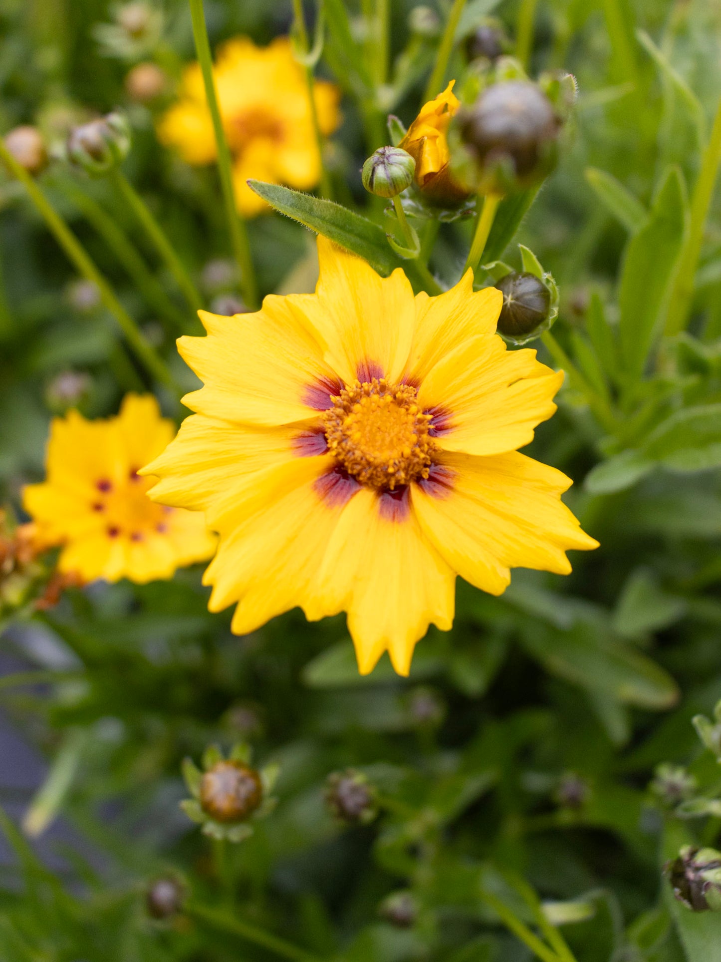 Coreopsis Sterntaler 1g