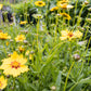 Coreopsis Sterntaler 1g